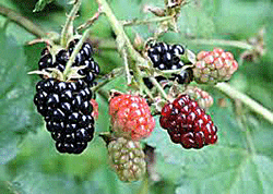 Blackberries and brambles