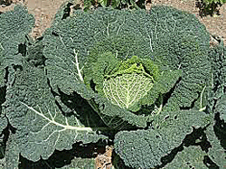Savoy Cabbage
