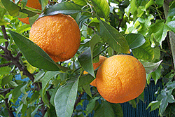 Seville Oranges (February Season)