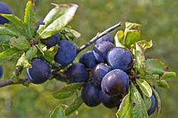 Sloes (or Blackthorn) - hedgerow fruit
