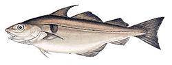 haddock fish identification