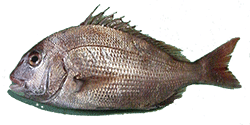 Fish - Sea Bream