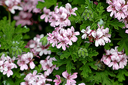 Rose-scented geranium