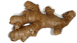 root ginger
